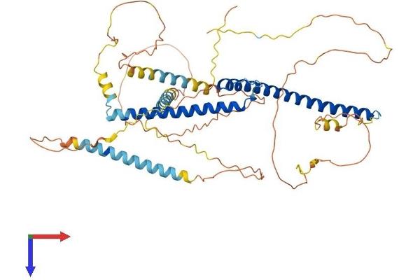 MITF Protein (AA 1-526) (His tag)