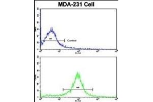 Flow cytometric analysis of MDA-231 cells using ACTN1 Antibody (N-term)(bottom histogram) compared to a negative control cell (top histogram). (ACTN1 Antikörper  (N-Term))