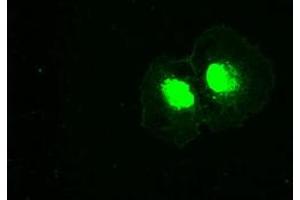 Anti-PLK1 mouse monoclonal antibody (ABIN2452274) immunofluorescent staining of COS7 cells transiently transfected by pCMV6-ENTRY PLK1 (RC201795). (PLK1 Antikörper)