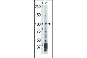 The anti-NEK9 Pab (ABIN392654 and ABIN2842155) is used in Western blot to detect NEK9 in 293 cell lysate (Lane 1) and mouse heart tissue lysate (Lane 2).