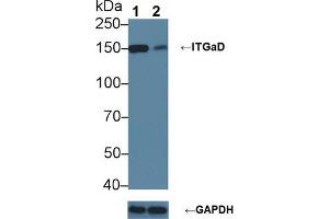 Western blot analysis of (1) Wild-type 293T cell lysate, and (2) ITGaD knockout 293T cell lysate, using Rabbit Anti-Mouse ITGaD Antibody (1 µg/ml) and HRP-conjugated Goat Anti-Mouse antibody (