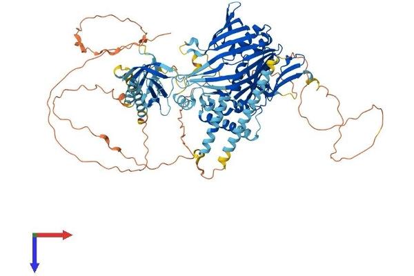 OSBPL5 Protein (AA 1-874) (His tag)