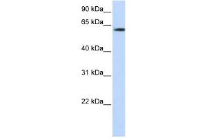 WB Suggested Anti-FBXO24 Antibody Titration:  0. (FBXO24 Antikörper  (N-Term))