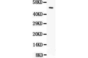 Anti- Orai1 antibody, Western blotting All lanes: Anti Orai1  at 0. (ORAI1 Antikörper  (C-Term))