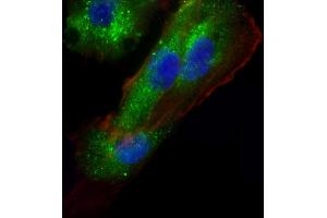 Immunofluorescent analysis of 4 % paraformaldehyde-fixed, 0. (AP1M1 Antikörper  (AA 205-234))