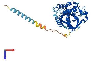 ST6GALNAC4 Protein (AA 1-302) (His tag)
