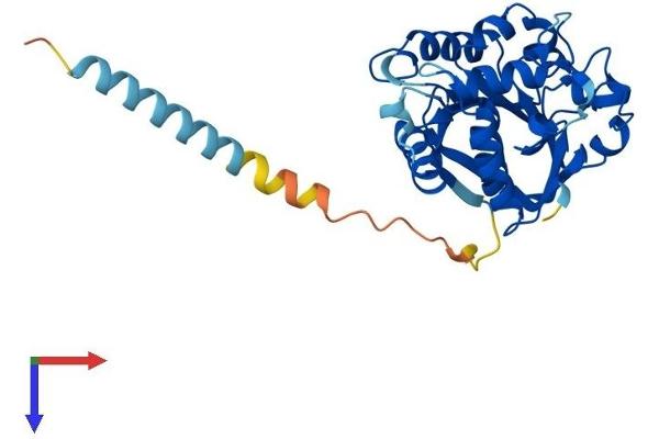 ST6GALNAC4 Protein (AA 1-302) (His tag)