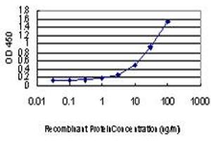 Detection limit for recombinant GST tagged L3MBTL2 is approximately 1ng/ml as a capture antibody. (L3MBTL2 Antikörper  (AA 642-705))