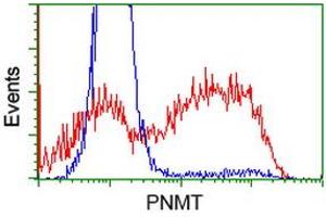 HEK293T cells transfected with either RC206586 overexpress plasmid (Red) or empty vector control plasmid (Blue) were immunostained by anti-PNMT antibody (ABIN2454534), and then analyzed by flow cytometry. (PNMT Antikörper)