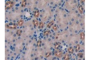 IHC-P analysis of Mouse Kidney Tissue, with DAB staining. (WISP1 Antikörper  (AA 216-347))