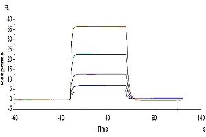 Human CD155, hFc Tag captured on CM5 Chip via Protein A can bind Biotinylated Human DNAM-1, His-Avi Tag with an affinity constant of 264nM as determined in SPR assay (Biacore T200). (CD226 Protein (CD226) (AA 19-247) (His-Avi Tag,Biotin))