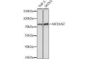 Western blot analysis of extracts of various cell lines, using MCOLN2 Rabbit pAb (ABIN7268695) at 1:1000 dilution. (Mucolipin 2 (MCOLN2) Antikörper)