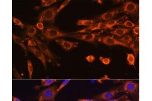Immunofluorescence analysis of NIH-3T3 cells using SUPV3L1 Polyclonal Antibody at dilution of 1:100 (40x lens). (SUPV3L1 Antikörper)
