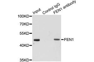 Immunoprecipitation analysis of 200 μg extracts of HeLa cells using 1 μg FEN1 antibody (ABIN5970521). (FEN1 Antikörper)