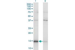 Western Blot analysis of MAGOH expression in transfected 293T cell line by MAGOH monoclonal antibody (M01), clone 6E11. (MAGOH Antikörper  (AA 1-110))