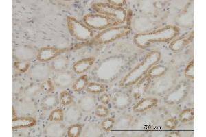 Immunoperoxidase of monoclonal antibody to ATP5E on formalin-fixed paraffin-embedded human kidney. (ATP5E Antikörper  (AA 1-51))