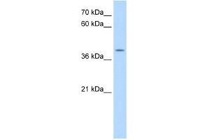 WB Suggested Anti-APOBEC3B Antibody Titration:  0. (APOBEC3B Antikörper  (N-Term))