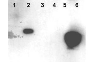Western blot using  Affinity Purified anti-HMNG antibody shows detection of phosphorylated HMGN1 and HMGN2. (HMGN1 Antikörper  (pSer20, pSer24))