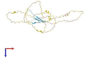 PROCA1 Protein (AA 1-307) (His tag)