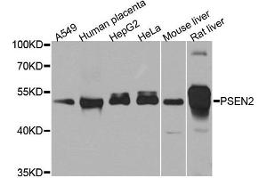 Western blot analysis of extracts of various cell lines, using PSEN2 antibody. (Presenilin 2 Antikörper)