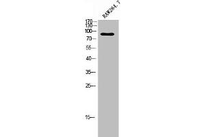 Western Blot analysis of RAW264. (ADGRF4 (C-Term) Antikörper)