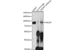 Immunoprecipitation analysis of 300 μg extracts of HeLa cells using 3 μg MCM7 antibody (ABIN3021520, ABIN3021521, ABIN3021522 and ABIN6215189). (MCM7 Antikörper  (AA 360-719))