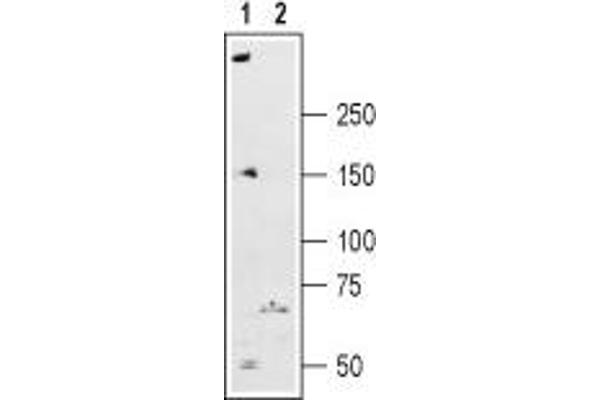 RYR2 Antikörper  (Intracellular)