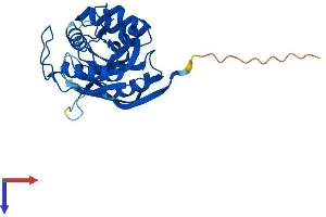 ATPBD4 Protein (AA 1-267) (His tag)