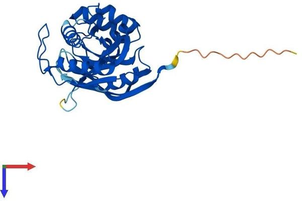 ATPBD4 Protein (AA 1-267) (His tag)