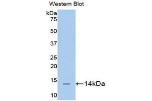 Western Blotting (WB) image for anti-Carcinoembryonic Antigen-Related Cell Adhesion Molecule 1 (CEACAM1) (AA 35-143) antibody (ABIN1175886) (CEACAM1 Antikörper  (AA 35-143))
