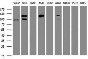 Image no. 2 for anti-Splicing Factor 3a, Subunit 1 (SF3A1) (AA 249-568) antibody (ABIN1491271) (SF3A1 Antikörper  (AA 249-568))