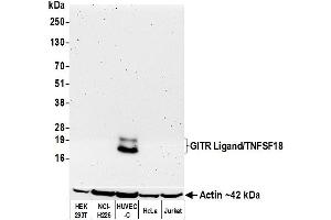 Western Blotting (WB) image for anti-Tumor Necrosis Factor (Ligand) Superfamily, Member 18 (TNFSF18) (AA 52-177) antibody (ABIN7449157)