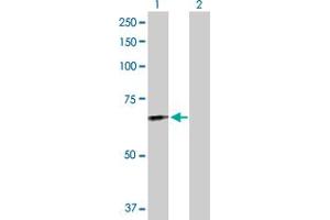 Western Blot analysis of FGL2 expression in transfected 293T cell line by FGL2 MaxPab polyclonal antibody. (FGL2 Antikörper  (AA 1-439))