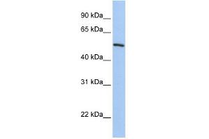 WB Suggested Anti-KLF11 Antibody Titration:  0. (KLF11 Antikörper  (C-Term))