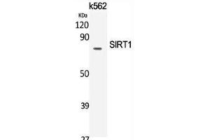 Western Blot analysis of K562 cells using SIRT1 Polyclonal Antibody at dilution of 1:2000. (SIRT1 Antikörper)