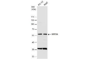 WB Image Various whole cell extracts (30 μg) were separated by 10% SDS-PAGE, and the membrane was blotted with MEF2A antibody [C2C3], C-term , diluted at 1:500.
