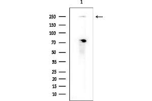 Western blot analysis of lysates from COLO205 cells(heat-shock treatment), using GON4L Antibody at 1/1000 dilution. (Gon-4-Like Antikörper  (N-Term))