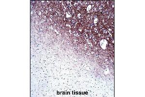 SYP Antibody (C-term) immunohistochemistry analysis in formalin fixed and paraffin embedded human brain tissue followed by peroxidase conjugation of the secondary antibody and DAB staining. (Synaptophysin Antikörper  (C-Term))