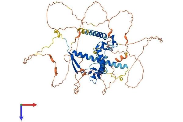 AXUD1 Protein (AA 1-583) (His tag)