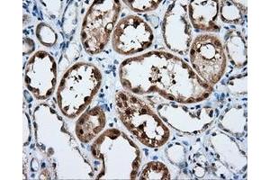 Immunohistochemical staining of paraffin-embedded liver tissue using anti-SIL1 mouse monoclonal antibody. (SIL1 Antikörper)