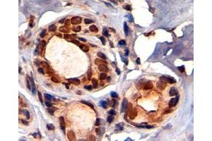 ABIN184913 (4 µg/mL) staining of paraffin embedded Human Breast. (KAP1 Antikörper  (C-Term))