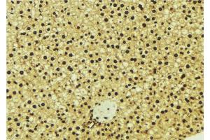 ABIN6277003 at 1/100 staining Mouse liver tissue by IHC-P. (OGT Antikörper  (N-Term))