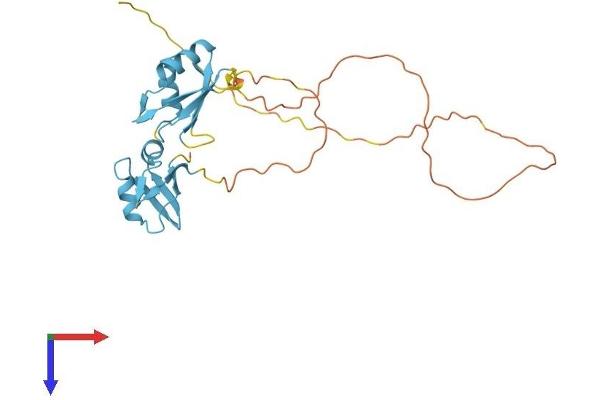SRSF5 Protein (AA 1-269) (His tag)