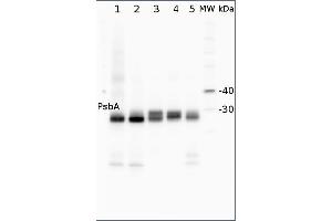 Image no. 1 for anti-D1 Protein of PSII, (PsbA) (C-Term) antibody (ABIN2559394) (D1 Protein of PSII, (PsbA) (C-Term) Antikörper)
