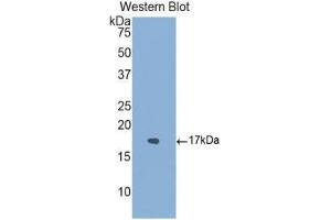 Western Blotting (WB) image for anti-Activin Receptor Type I (ACRV1) (AA 208-340) antibody (ABIN1174011)