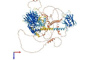 INPP5F Protein (AA 1-1132) (His tag)