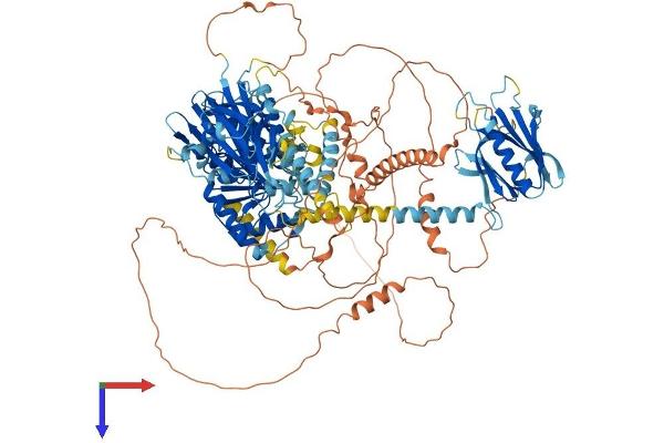 INPP5F Protein (AA 1-1132) (His tag)