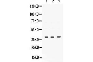Anti- POLB Picoband antibody, Western blottingAll lanes: Anti POLB  at 0. (POLB Antikörper  (AA 122-335))