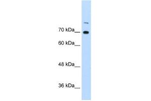 WB Suggested Anti-ILF3 Antibody Titration:  0. (Interleukin enhancer-binding factor 3 (ILF3) (N-Term) Antikörper)