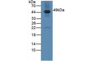Detection of GAL3ST1 in Mouse Testis Tissue using Polyclonal Antibody to Galactose-3-O-Sulfotransferase 1 (GAL3ST1) (GAL3ST1 Antikörper  (AA 57-196))